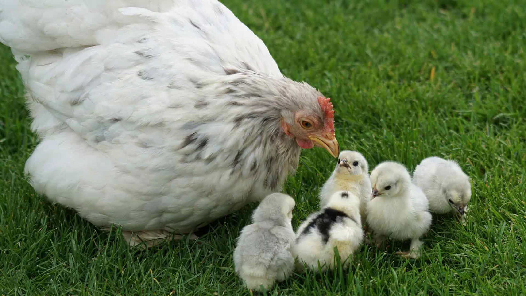 Una gallina madre con 5 polluelos a los que mira con ternura