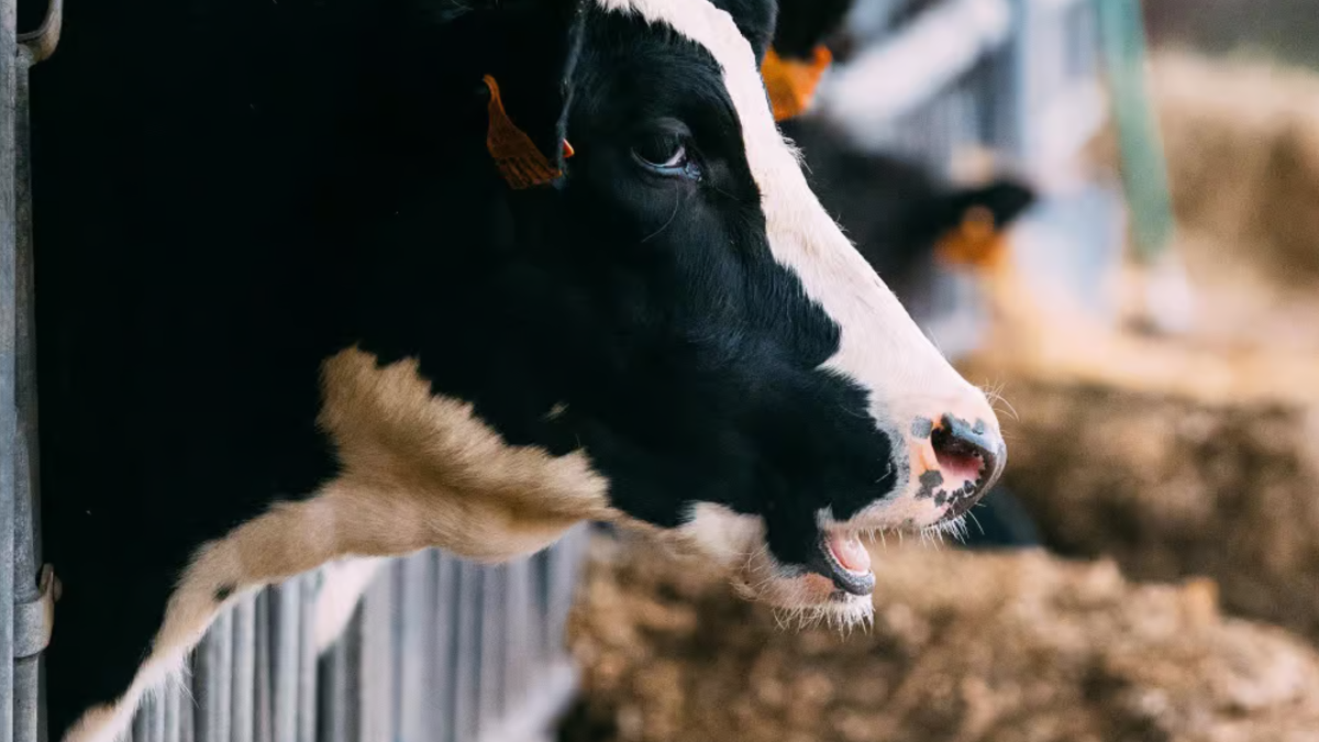 Vaca en la industria lechera