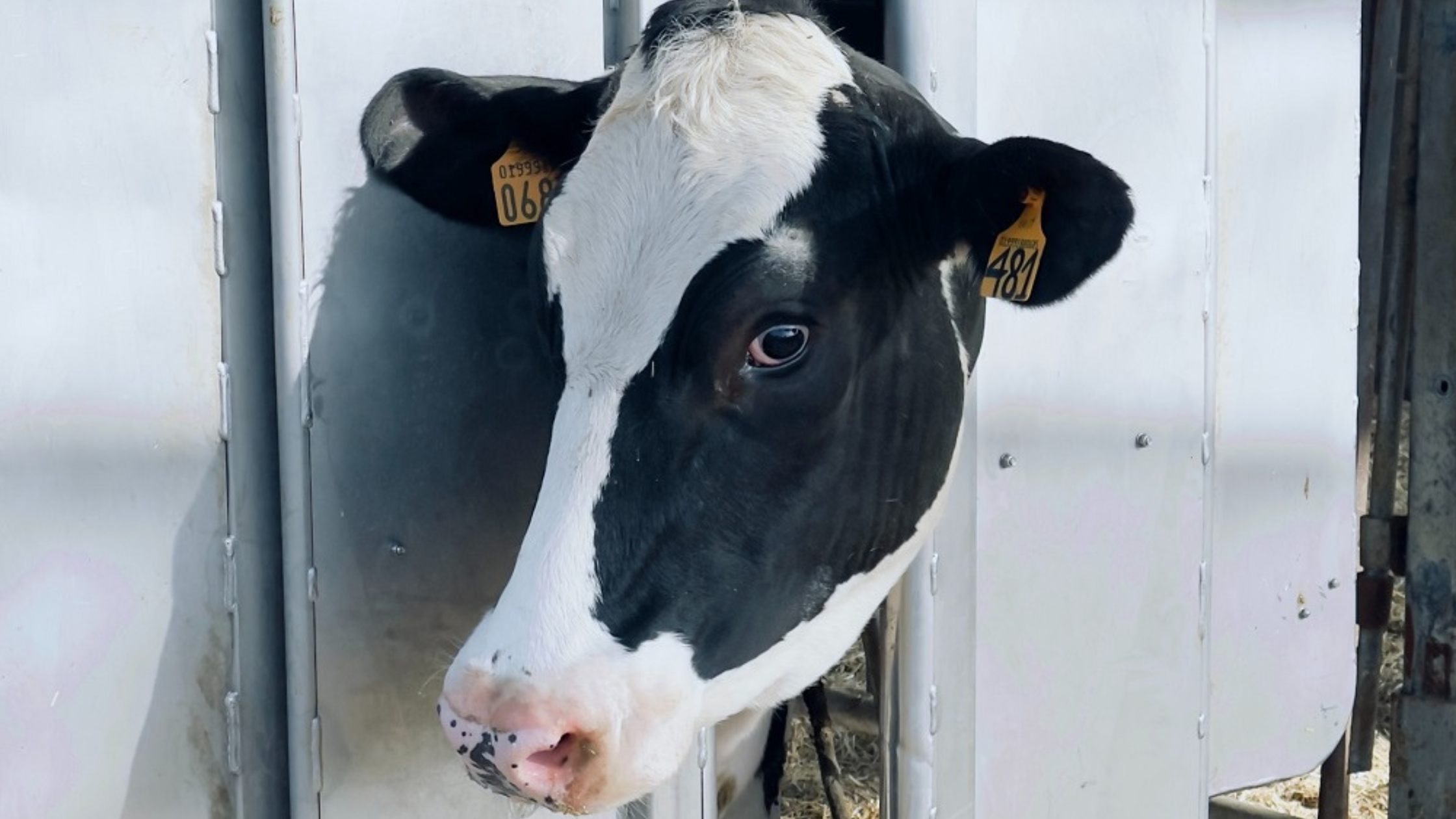 Vaca encerrada mira hacia el costado. Ambas orejas perforadas con etiquetas que llevan números.