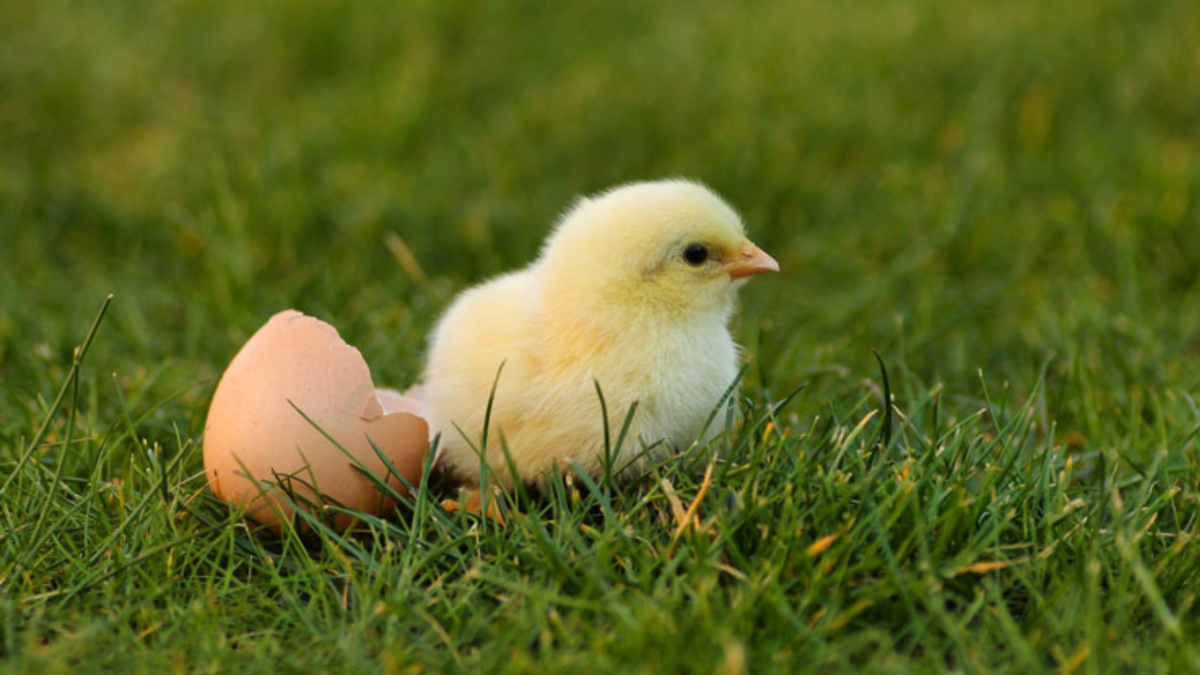 Un pollito bebé en el pasto, al lado de una cáscara de huevo.