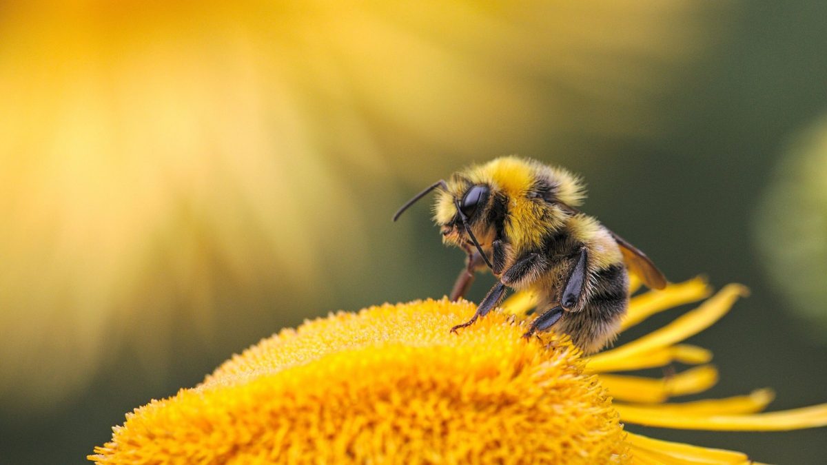 Abeja al amanecer recolectando polen