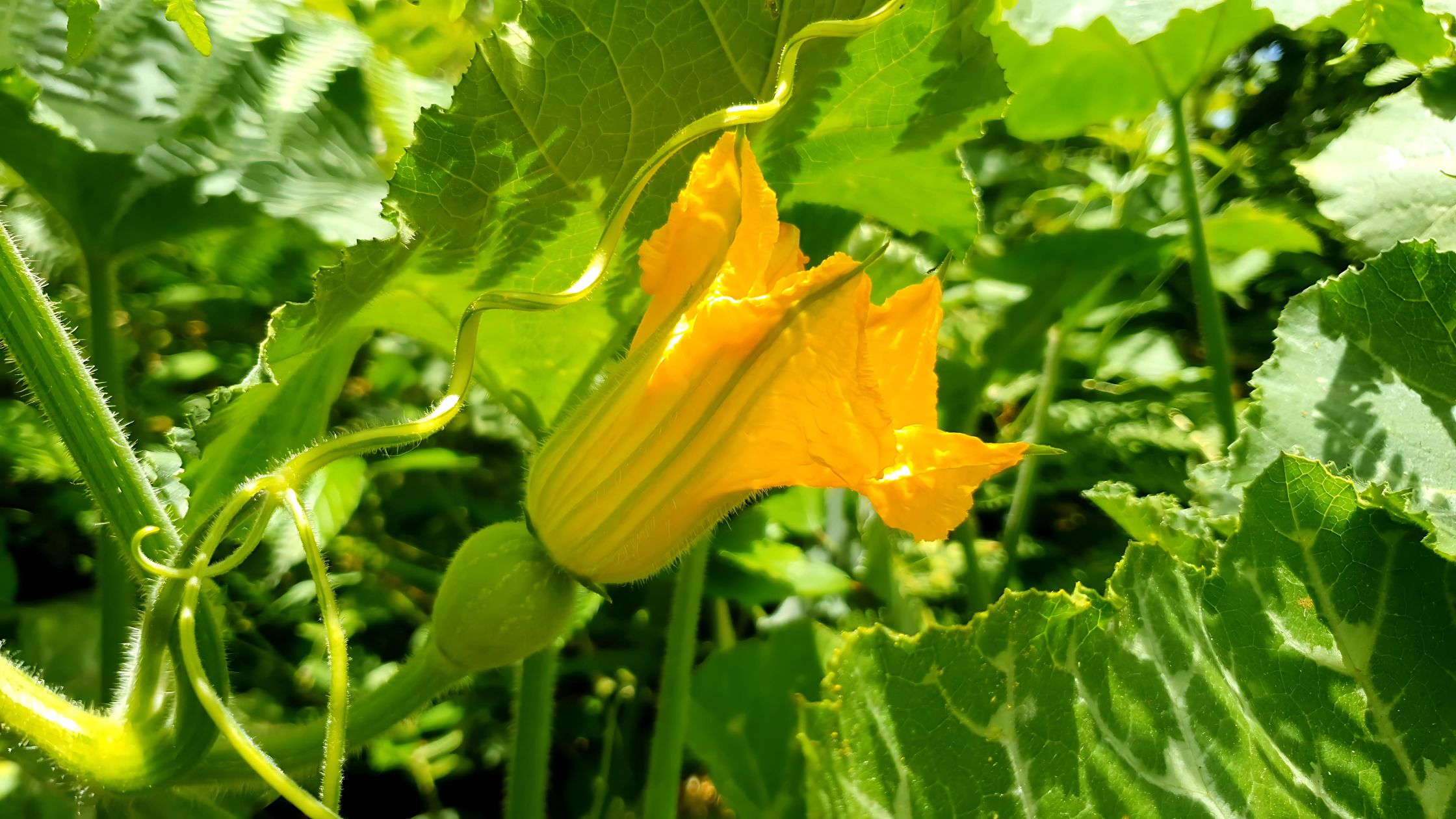 BUBANGO EN FLOR