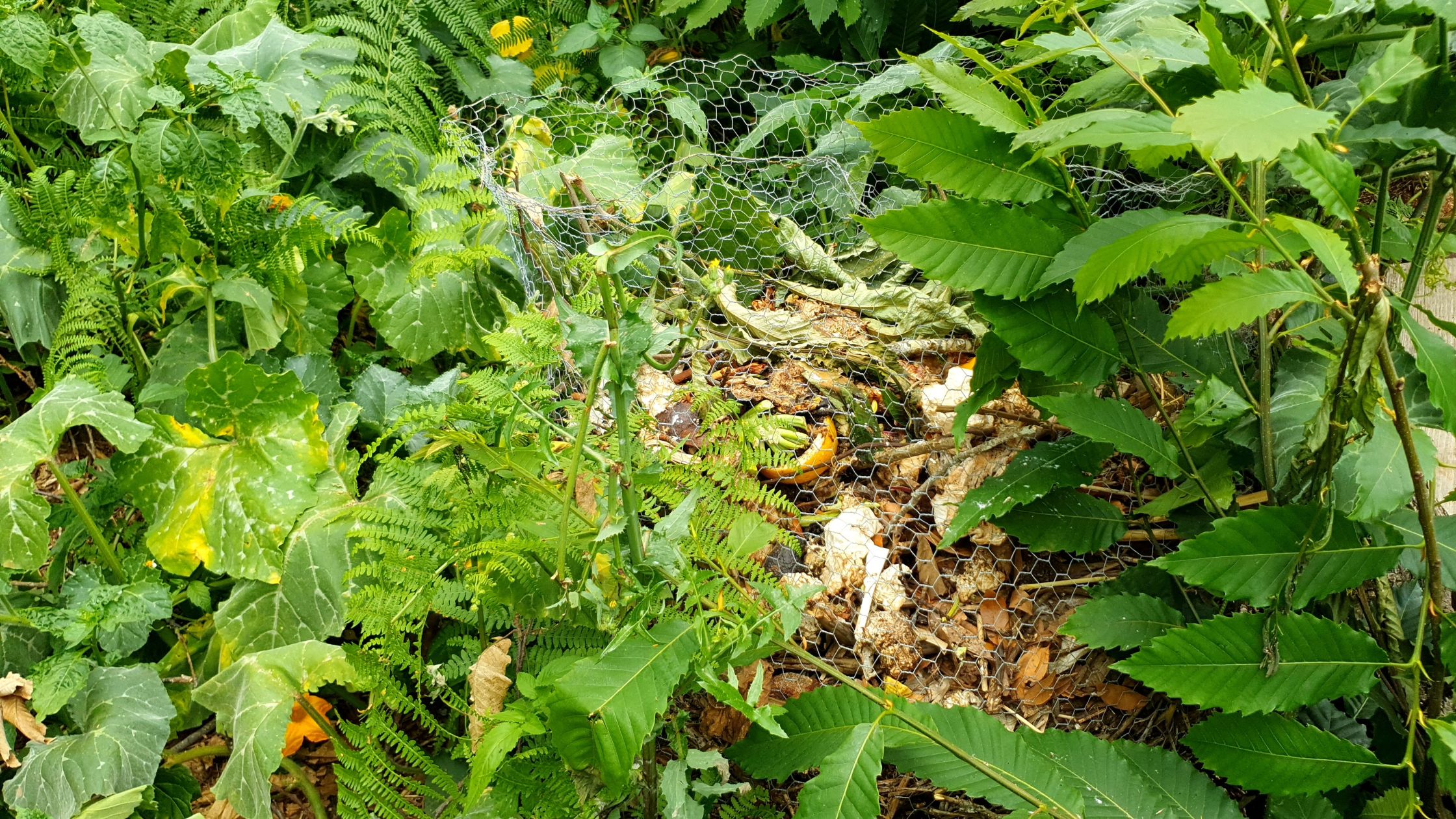 Compost vegano