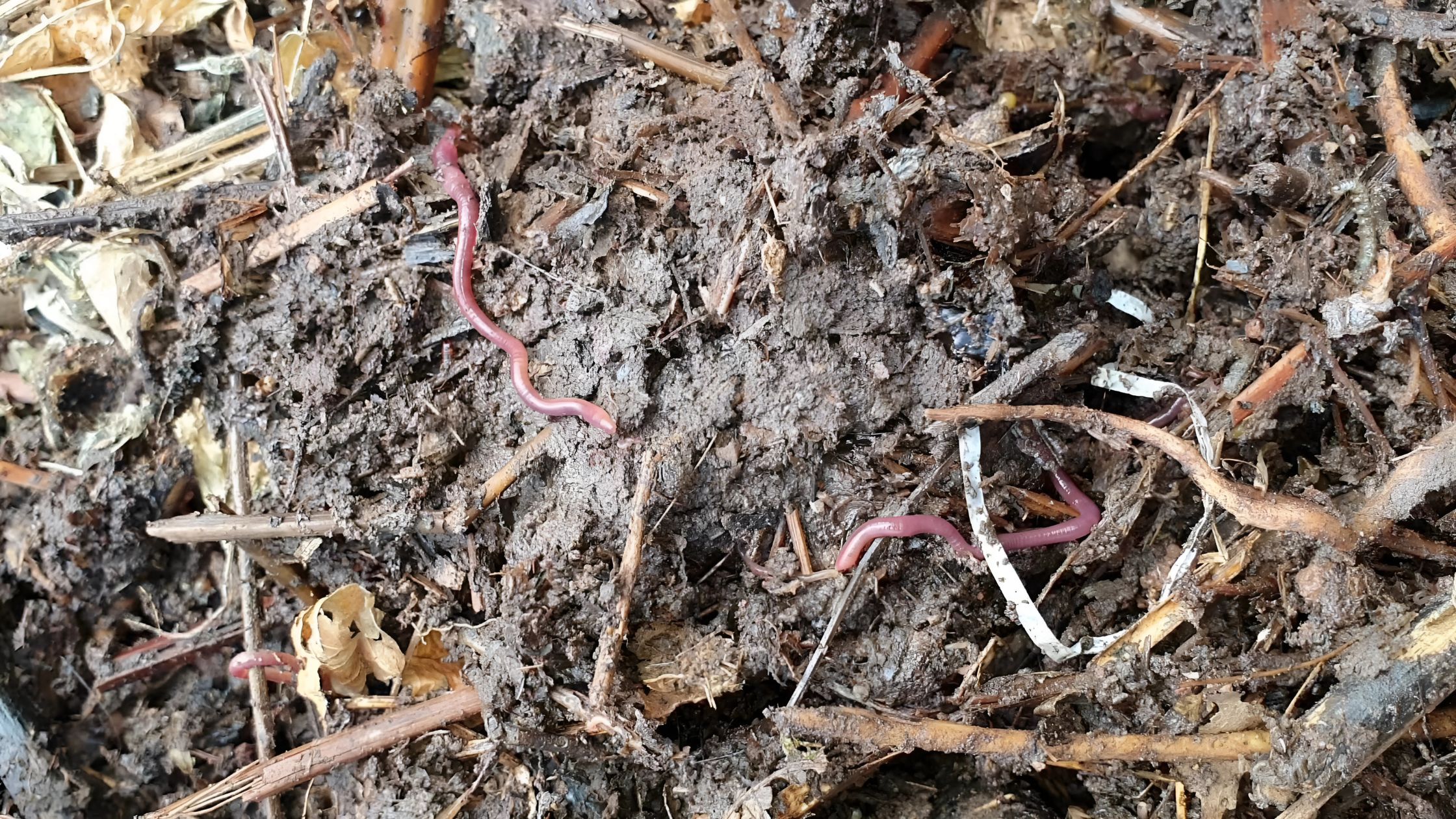 Lombrices en compost