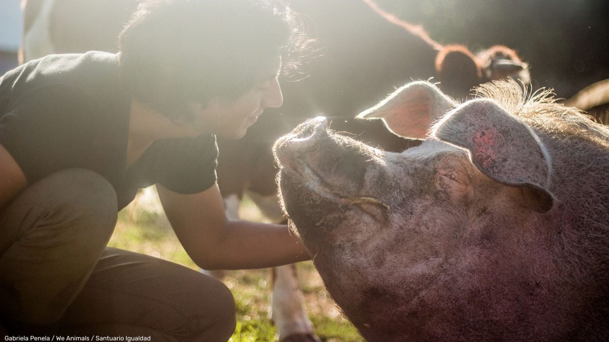 Cerdo y humano