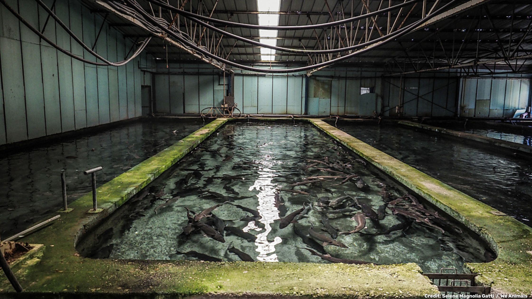 Granja de peces