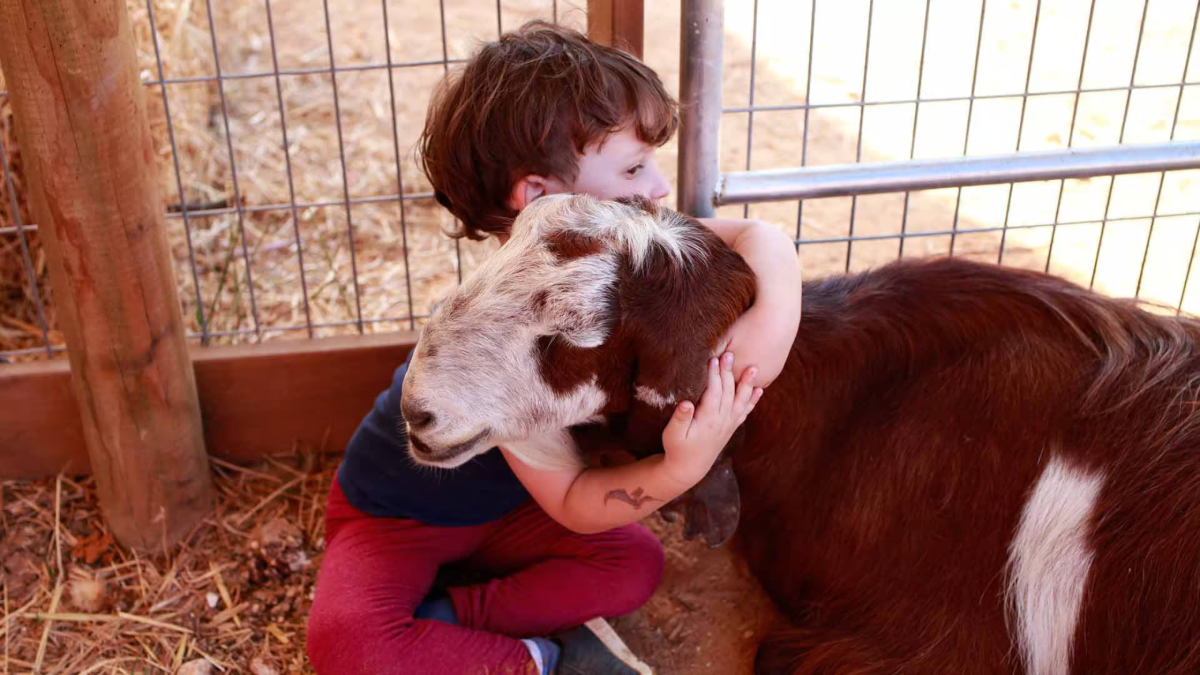 Un niño abraza a una oveja