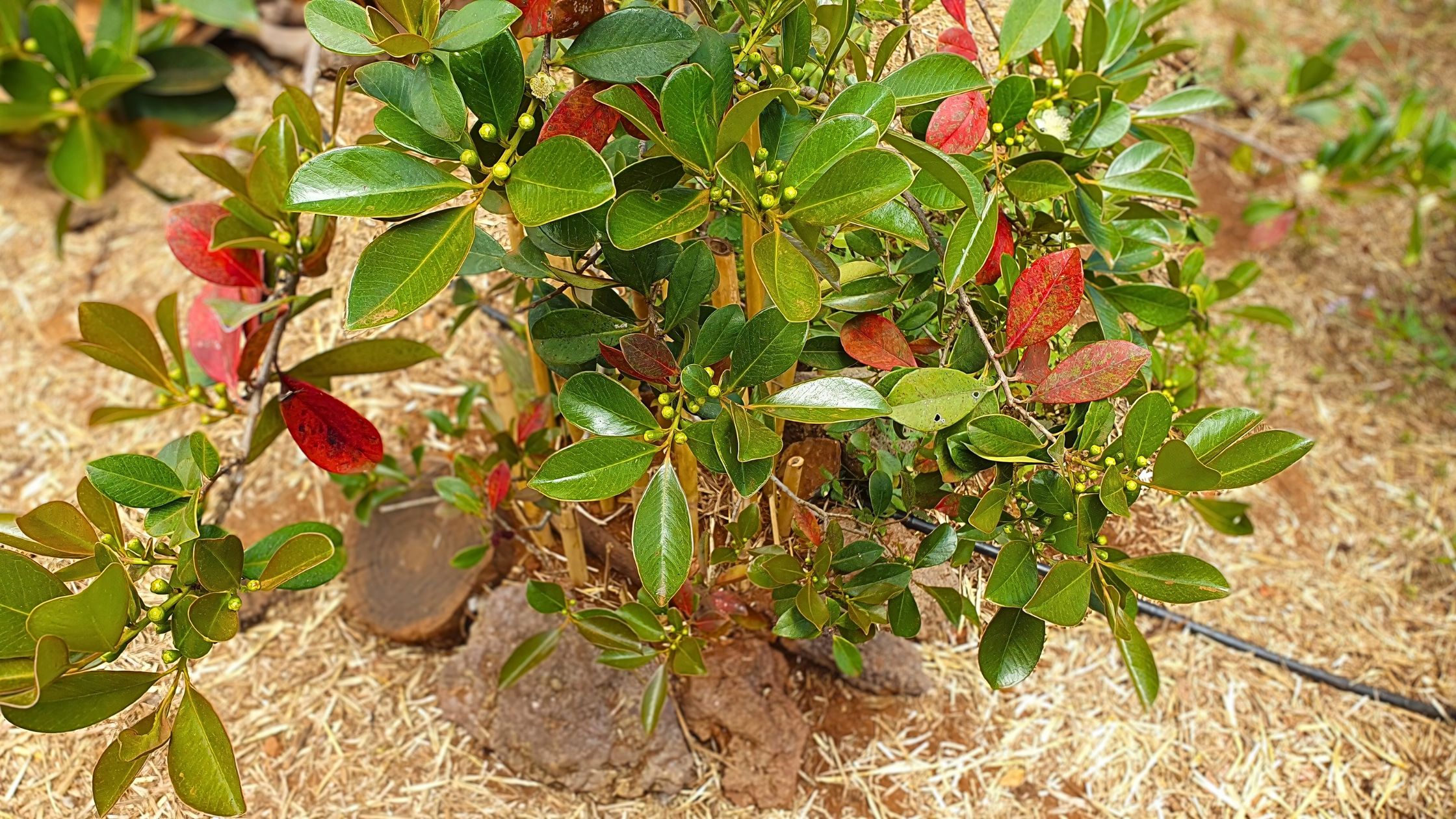 Árbol de guayabita con frutas