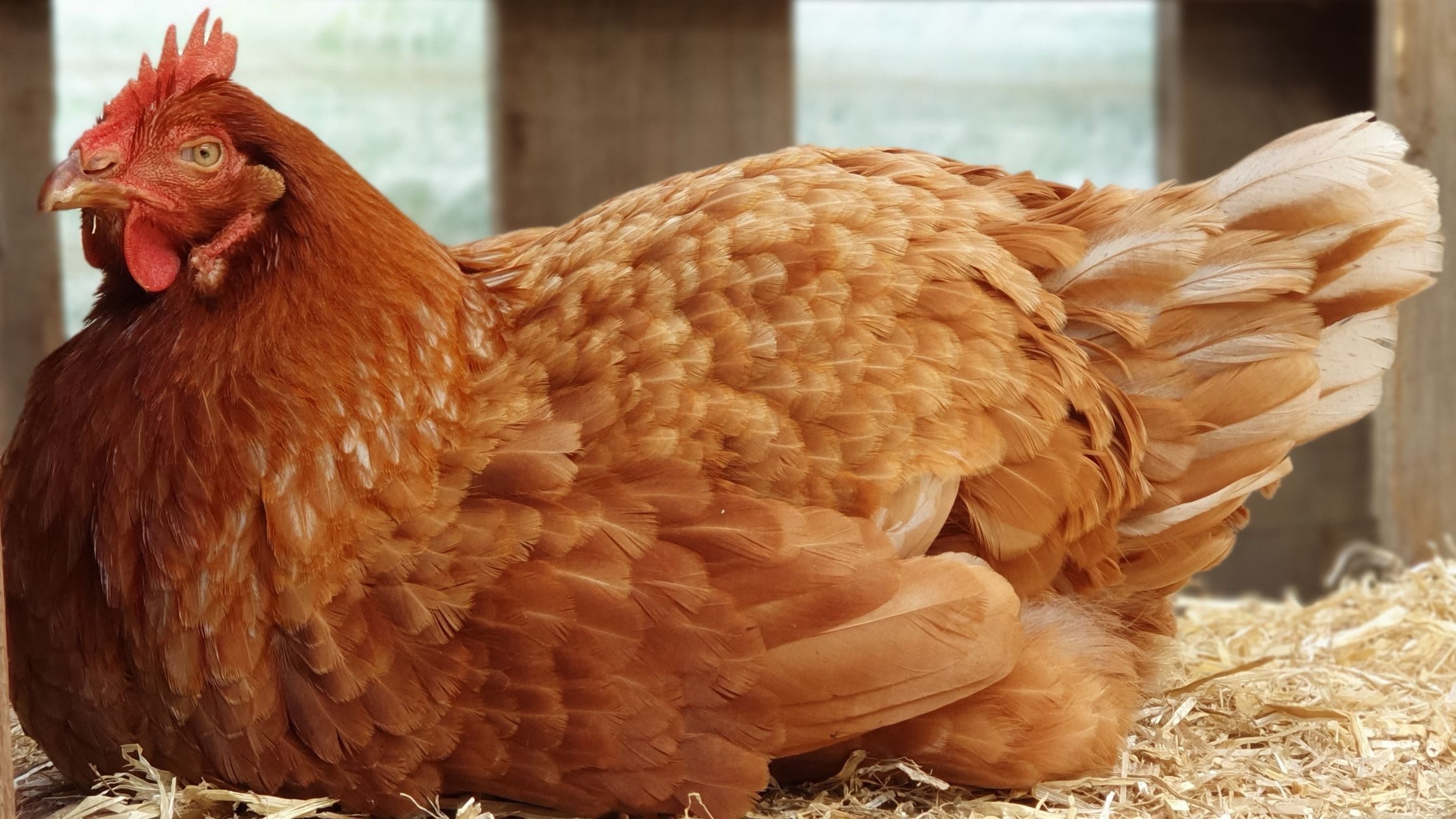 Gallina feliz
