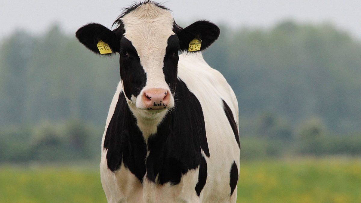 Vaca en el campo