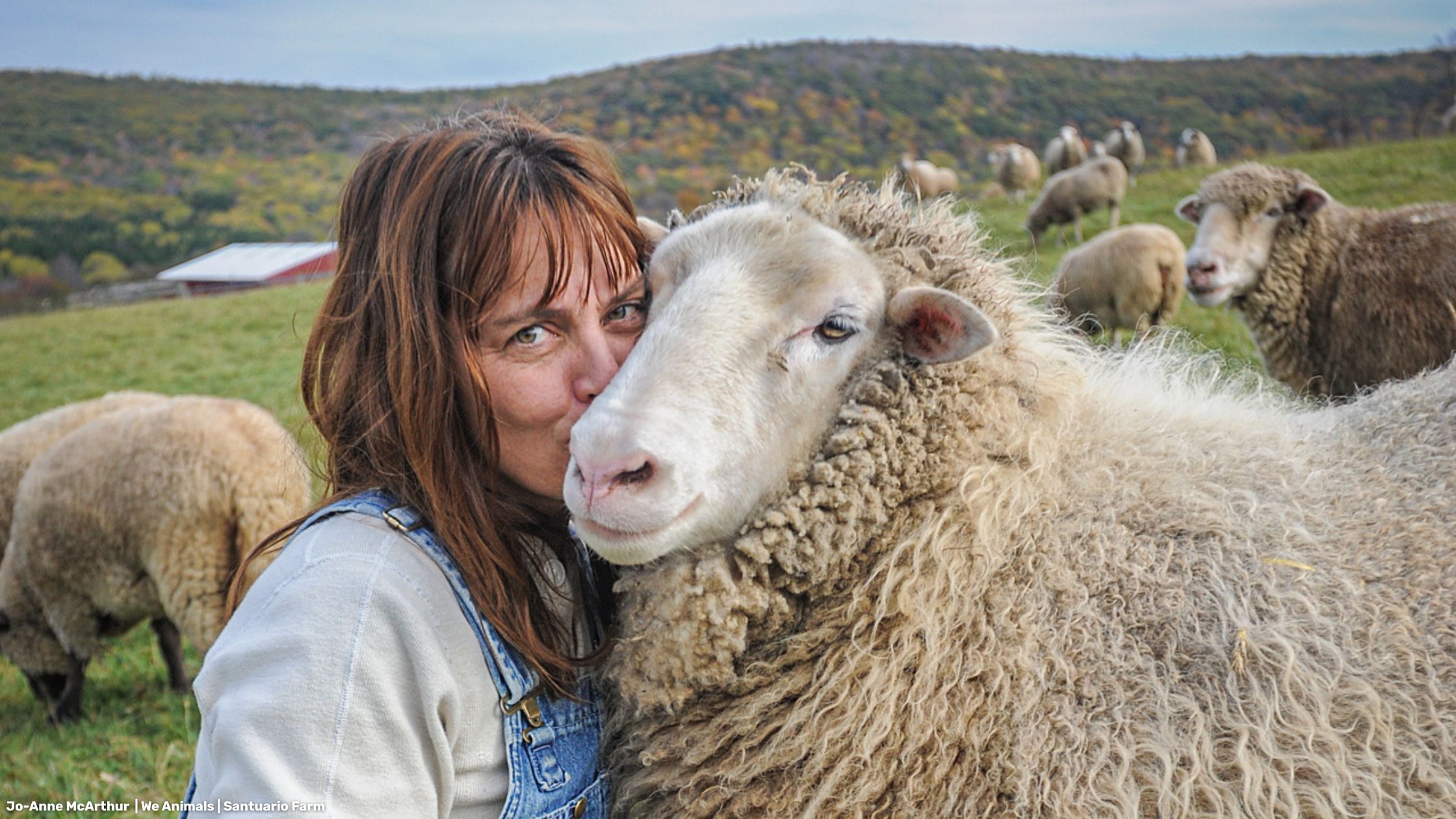 Oveja cariñosa recibe un beso de su cuidadora